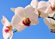 英雄联盟总决赛-南非节奏掌控美国，罗德里戈如何成为关键先生