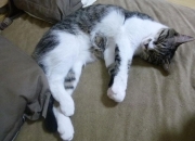 英雄联盟总决赛2025-从西甲国家德比到苏格兰教练团，足球文化的双重输出与收割现象