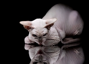 LOL决赛-胜利的偏执者，利拉德如何用一剑封喉的哲学，拆解快船的完美蓝图