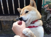 英雄联盟总决赛直播-冰与火的对决，当新赛季F1揭幕战之夜，遇见大场面先生赖斯