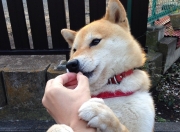 英雄联盟总决赛直播-冰与火的对决，当新赛季F1揭幕战之夜，遇见大场面先生赖斯