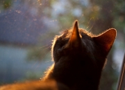 -速度革命！马克西掀起攻防转换风暴，76人用鹈鹕最擅长的方式完成逆转