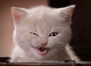 英雄联盟总决赛直播-老詹新生VS费城铁蹄，当个体传奇与团队风暴同夜绽放