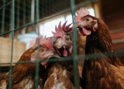 英雄联盟总决赛-精密齿轮的胜利，开拓者系统篮球如何拆解独行侠巨星单打