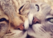 英雄联盟总决赛时间-弗拉霍维奇爆发助波兰淘汰赛过关澳大利亚