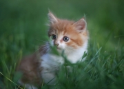 -欧冠夜爆大冷！乌克兰球队掀翻尤文，苏亚雷斯化身关键先生