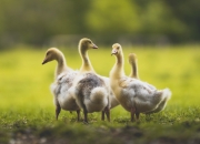 英雄联盟总决赛直播-棋盘上的猎鹿人，贝恩末节三分雨浇灭爵士反扑