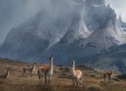 LOL赛事-钢铁诗人在暗夜中写下唯一诗行，穆勒的压制级统治，如何让F1街道赛化为他的画布