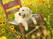 英雄联盟总决赛赛程-六分钟的黑暗，小贾伦末节三分雨，开拓者一波流淹没篮网