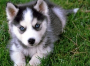 英雄联盟总决赛2025-南美硬骨，大都会之魂—记恩佐·费尔南德斯与智利精神的最后一次亮剑