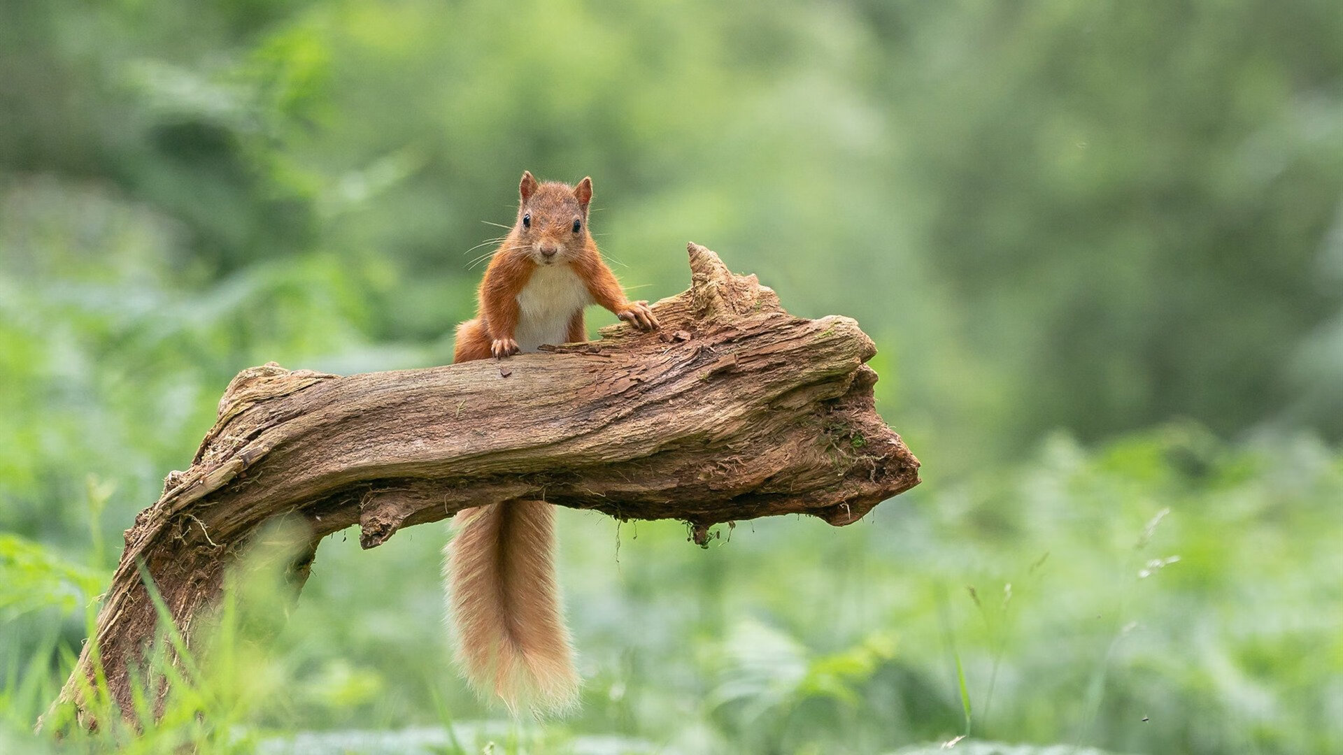 阿坎吉一夫当关，多特蒙德友谊赛力克厄瓜多尔，瑞士铁闸闪耀全场