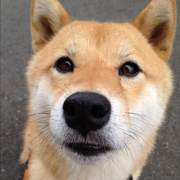 夜战之时，方见真王，大场面先生保罗的排名争夺战