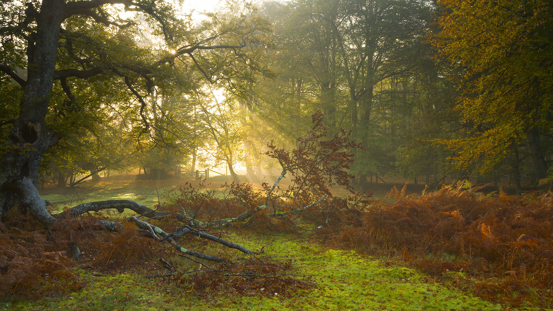 贝蒂斯10分钟席卷哥斯达黎加，京多安的双重答案，一个足球世界的唯一性瞬间