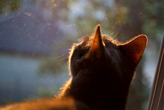 亚洲之光接力，闪电孙兴慜刺穿比利时黄昏