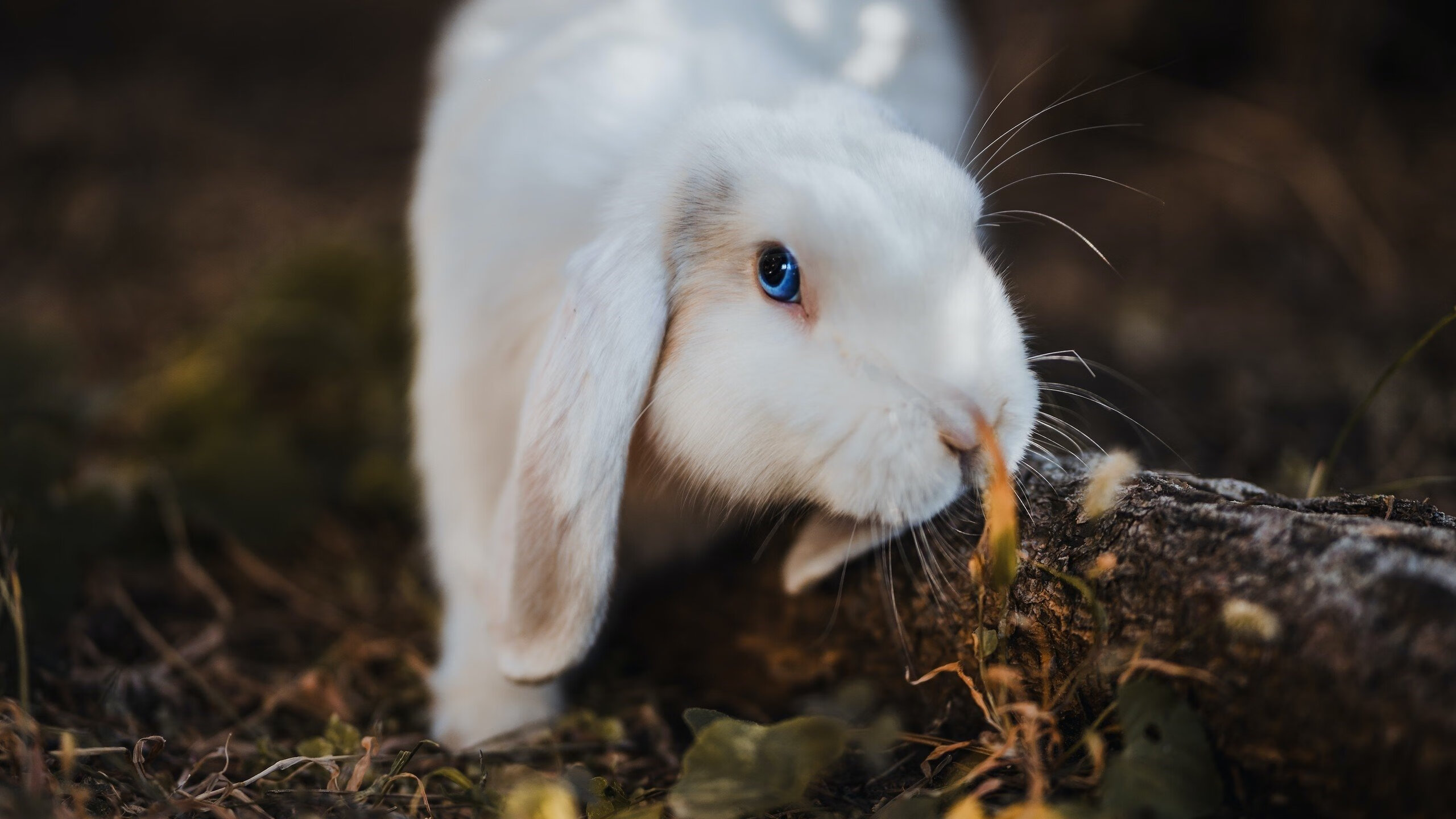 福克斯上演西部片，关键三分如牛仔拔枪，马刺斩落上海队