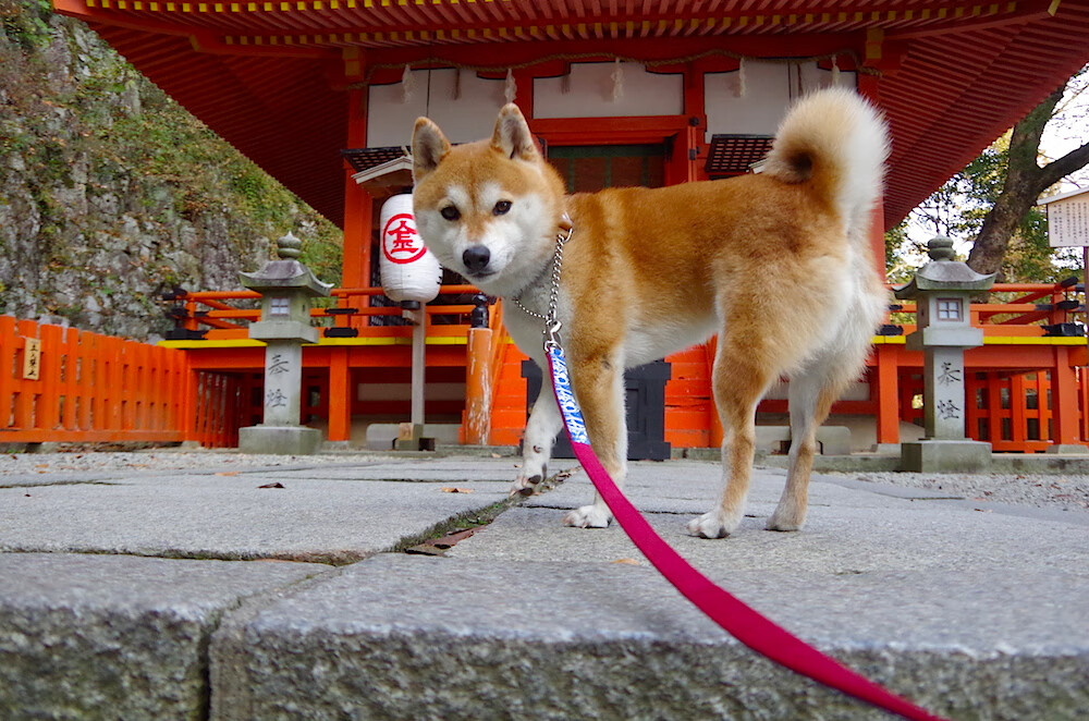 掘金公式，总决赛焦点战背后的系统化火力压制