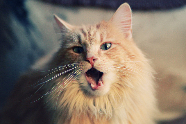 绿茵场与硬木地板的对话，欧冠焦点夜，篮网的足球式破局哲学