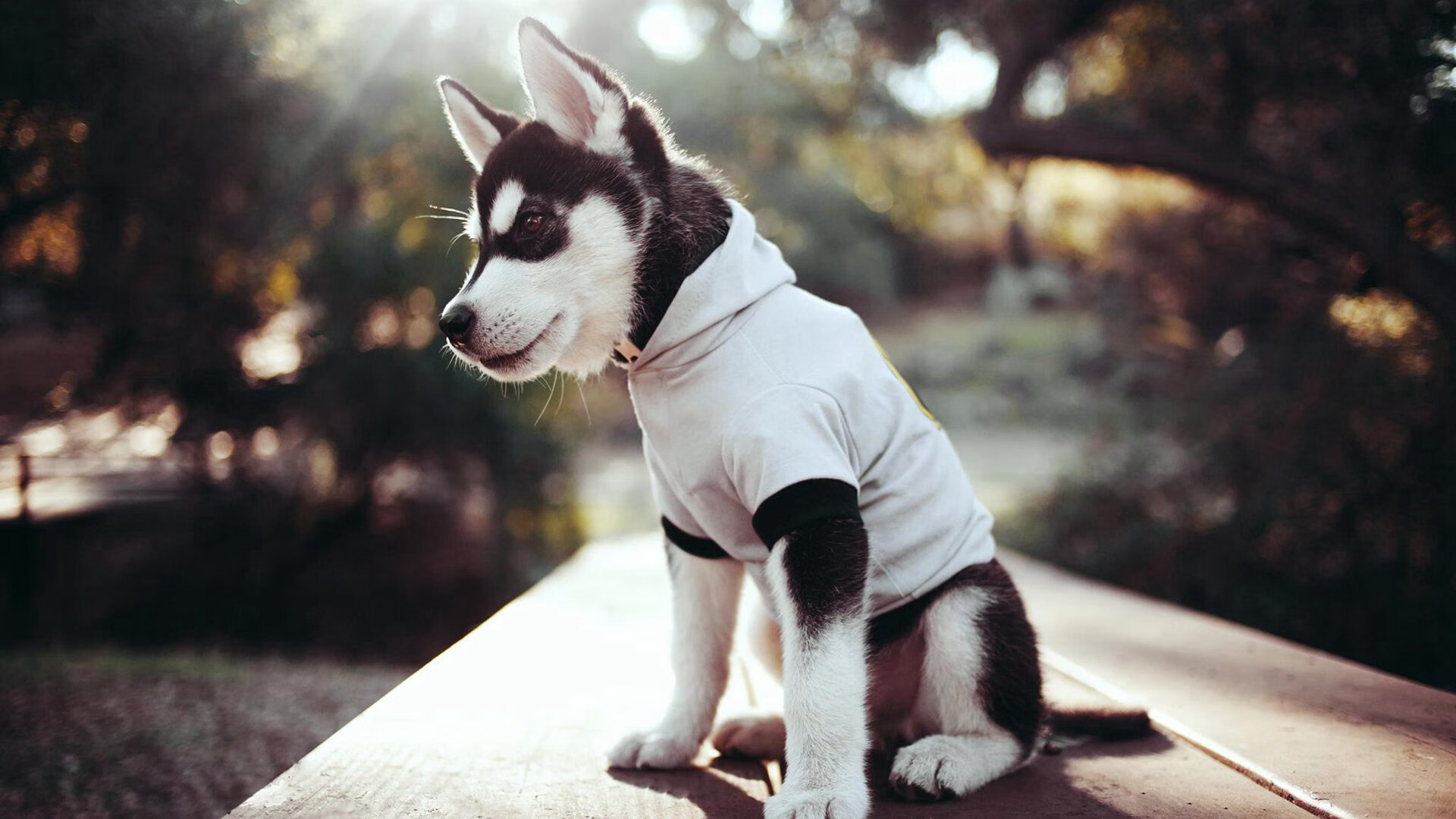 闪电战击溃奇才！广东队展现碾压级实力，米切尔最佳无争议