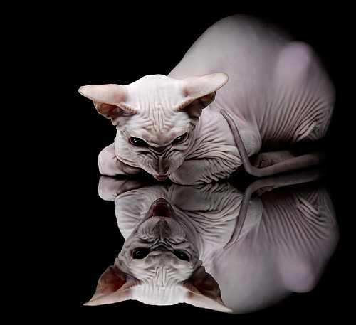 胜利的偏执者，利拉德如何用一剑封喉的哲学，拆解快船的完美蓝图