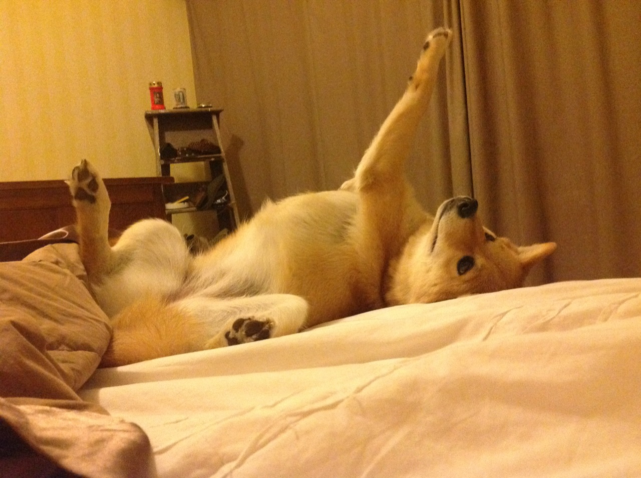 中场革命，卡马文加的蜕变与智利战术扫荡的时代启示