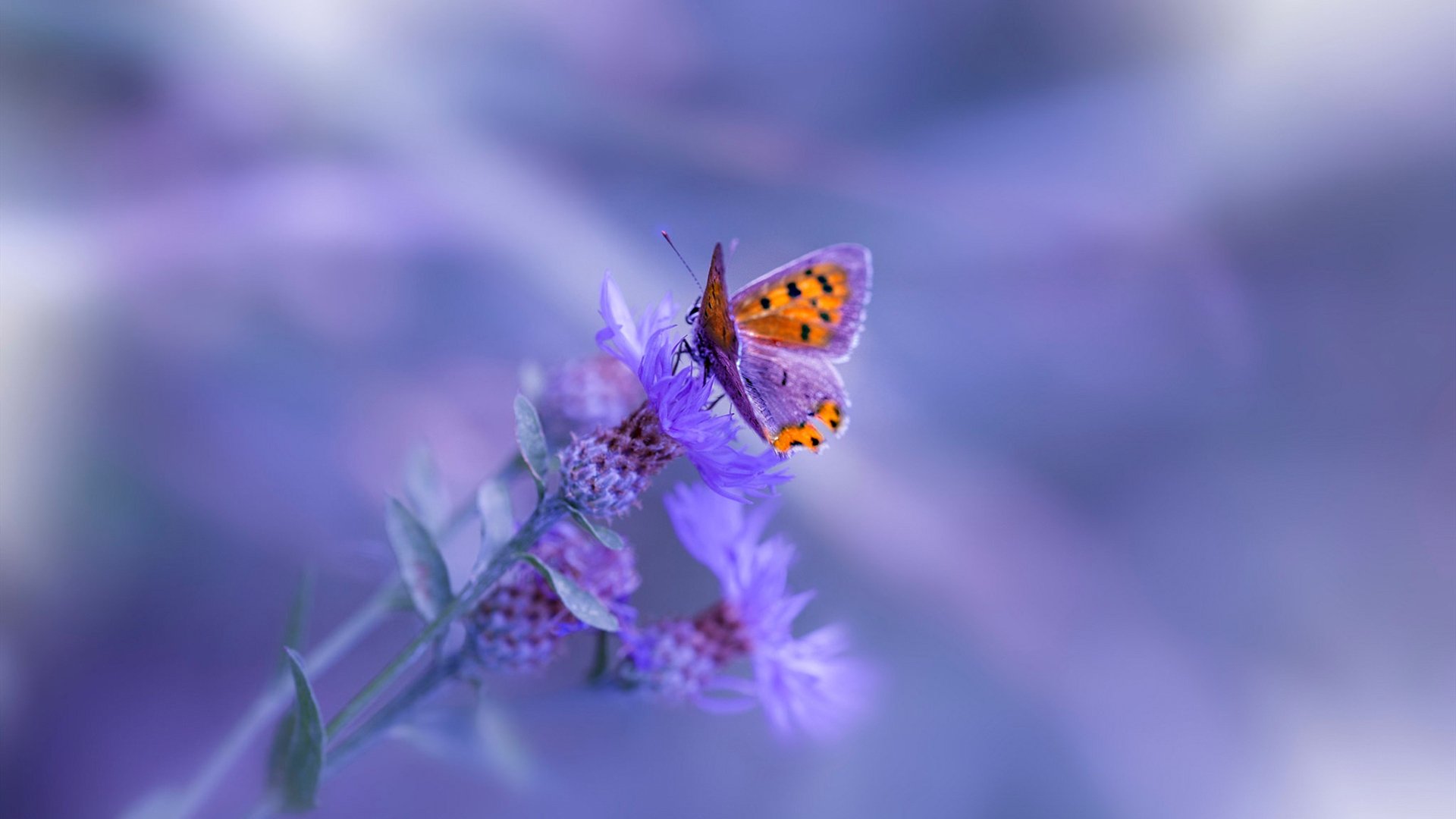 传奇，无问西东，当东契奇披上辽宁战袍，一场篮球的史诗对话