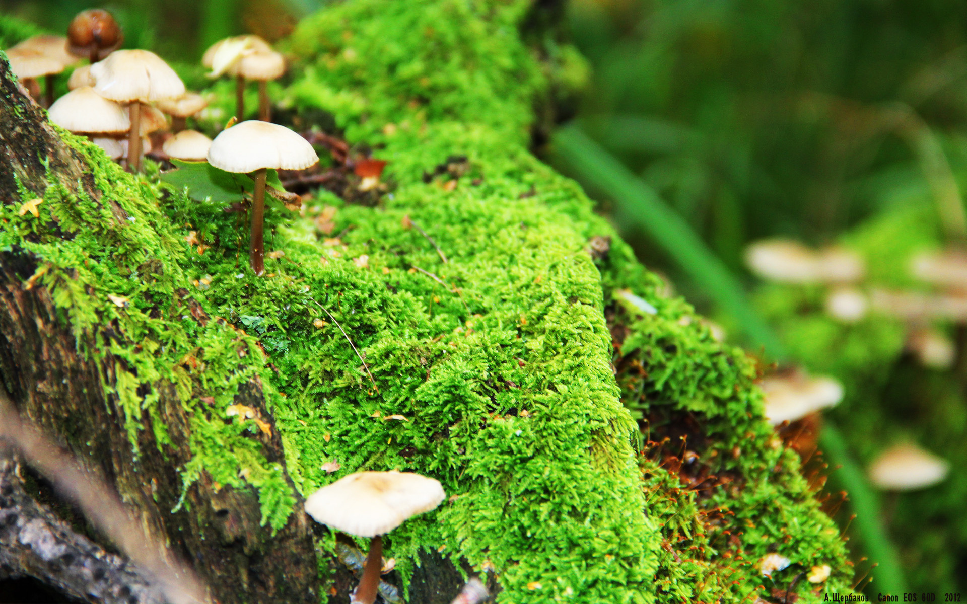 冰与火的终极博弈，奥运关键战中冰岛冰川战术如何冻结加纳火焰节奏