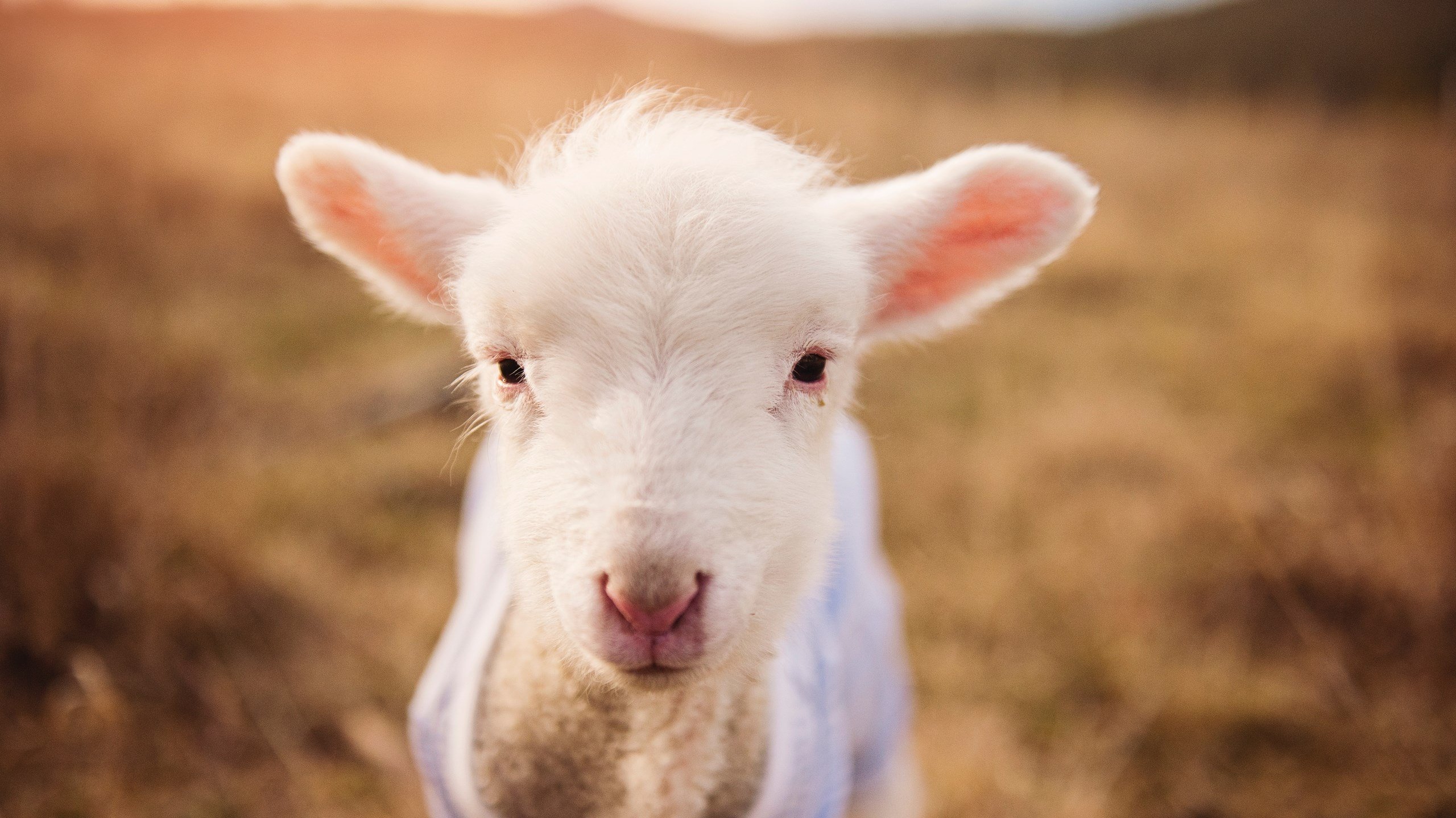 双城记，当孙兴慜刺痛伦敦的夜晚，维也纳的风吹散非洲的梦想