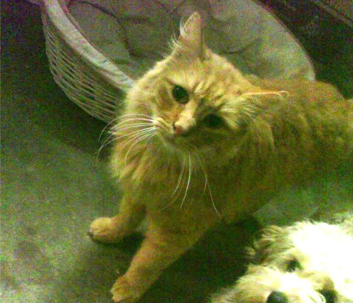 鏖战之夜，马丁内利爆发引领新西兰逆转土耳其