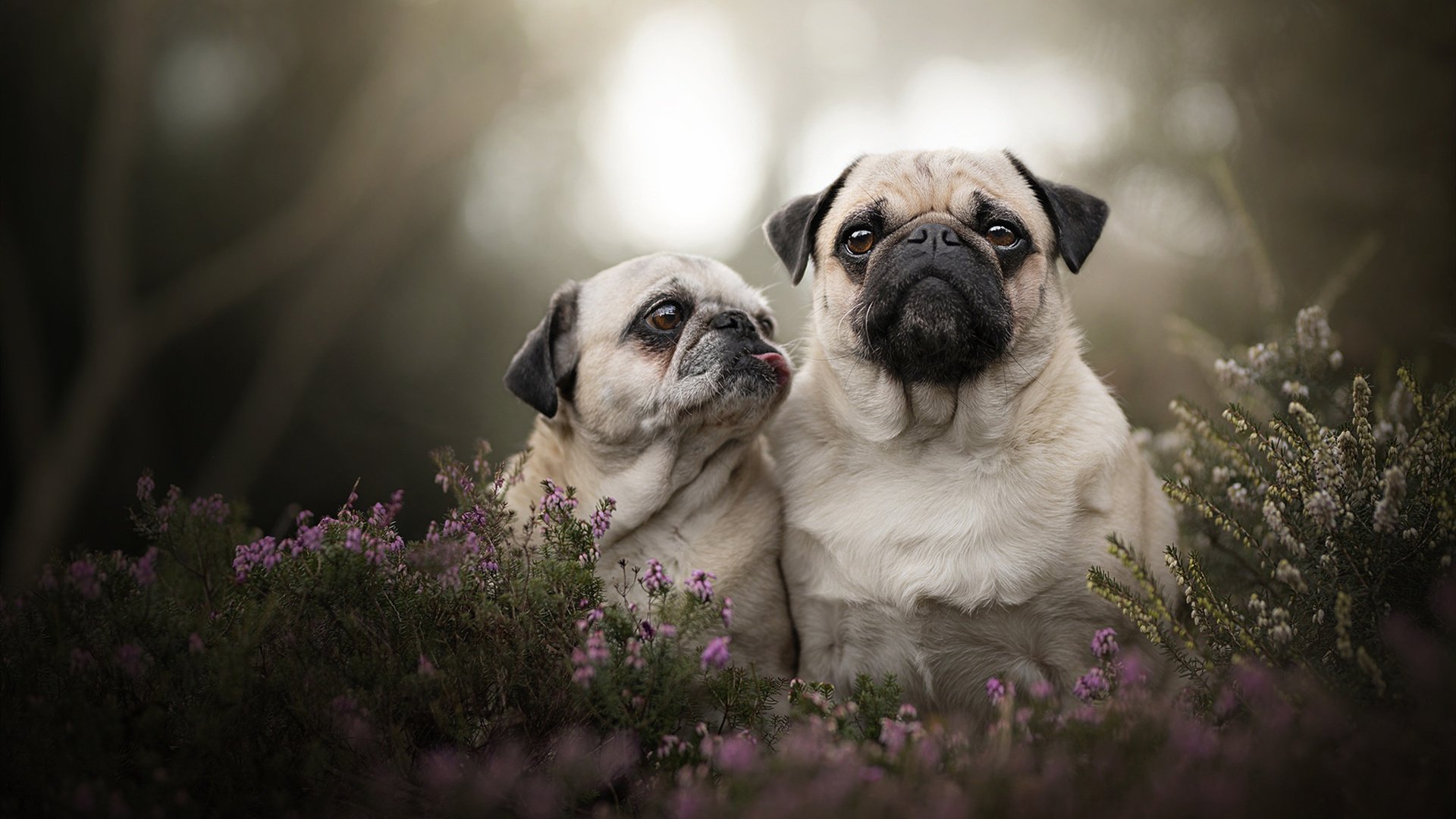 夜街里程碑，克莱驾驶紫色闪电穿过刺青的城市血管