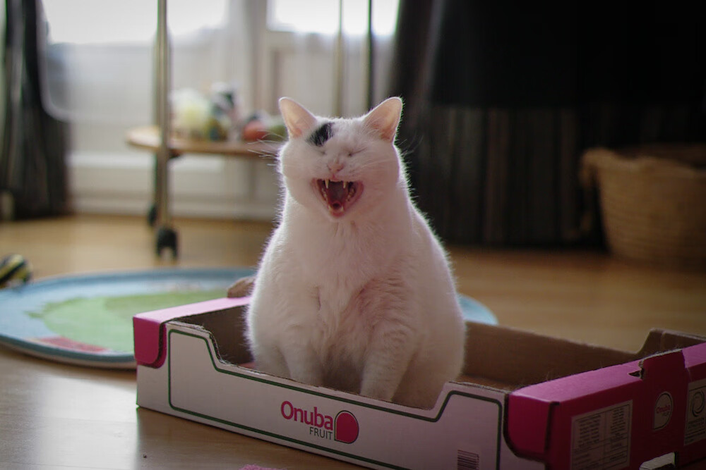 拜仁狂扫埃及，弗拉霍维奇一锤定音