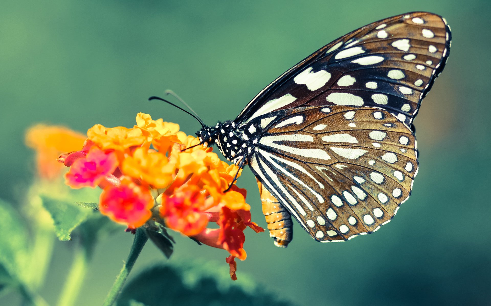 精准如瑞士钟表,布雷默,那枚转动命运的发条钥匙