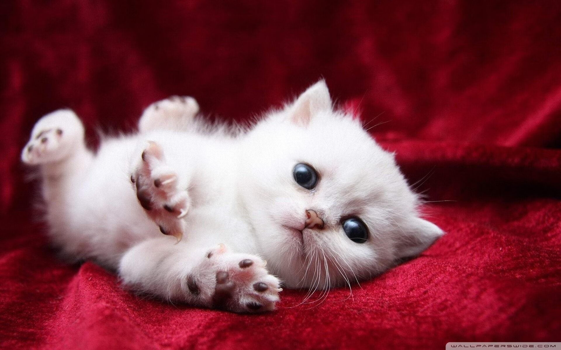 纽约不眠，哈利伯顿末节接管美加墨世界杯之夜