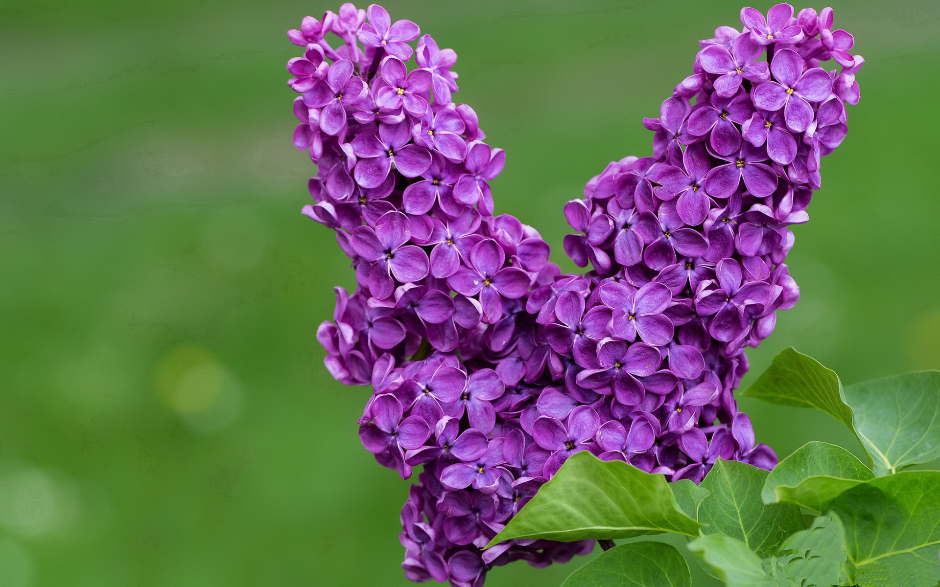 唯一性，当塞维利亚的激情碾过乌克兰的坚韧