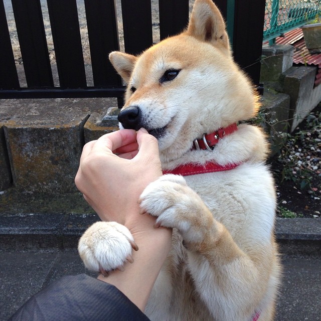 沙漠孤星难挡蓝武士狂潮,库尔图瓦的世纪扑救,写就2026世界杯B组最悲壮史诗