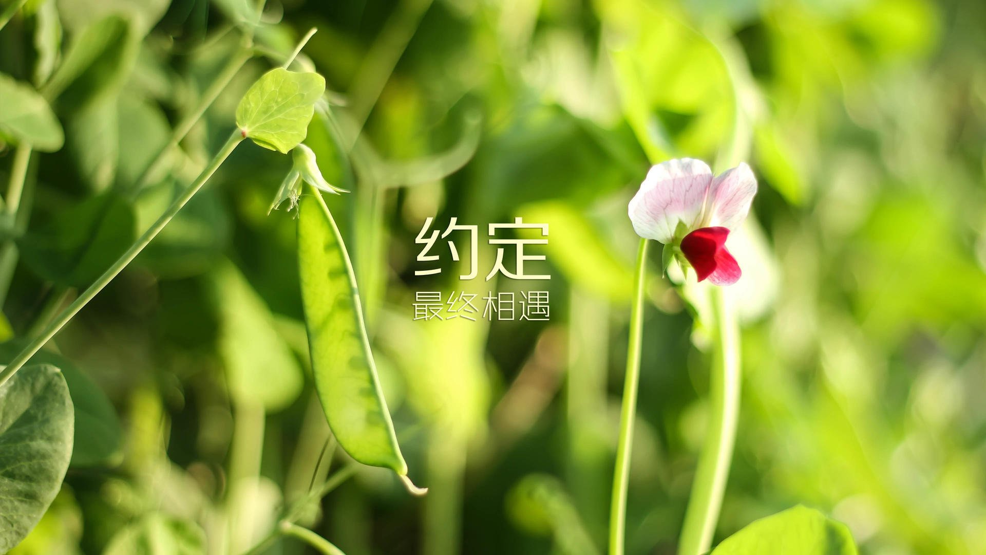 蓝衣悲歌，维京海啸—2026世界杯D组，挪威用一场史诗级碾压为「唯一」写下注脚